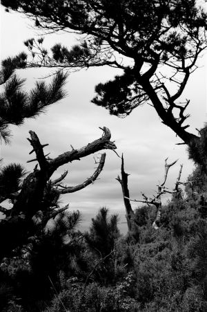 Nature WS - 04.jpg